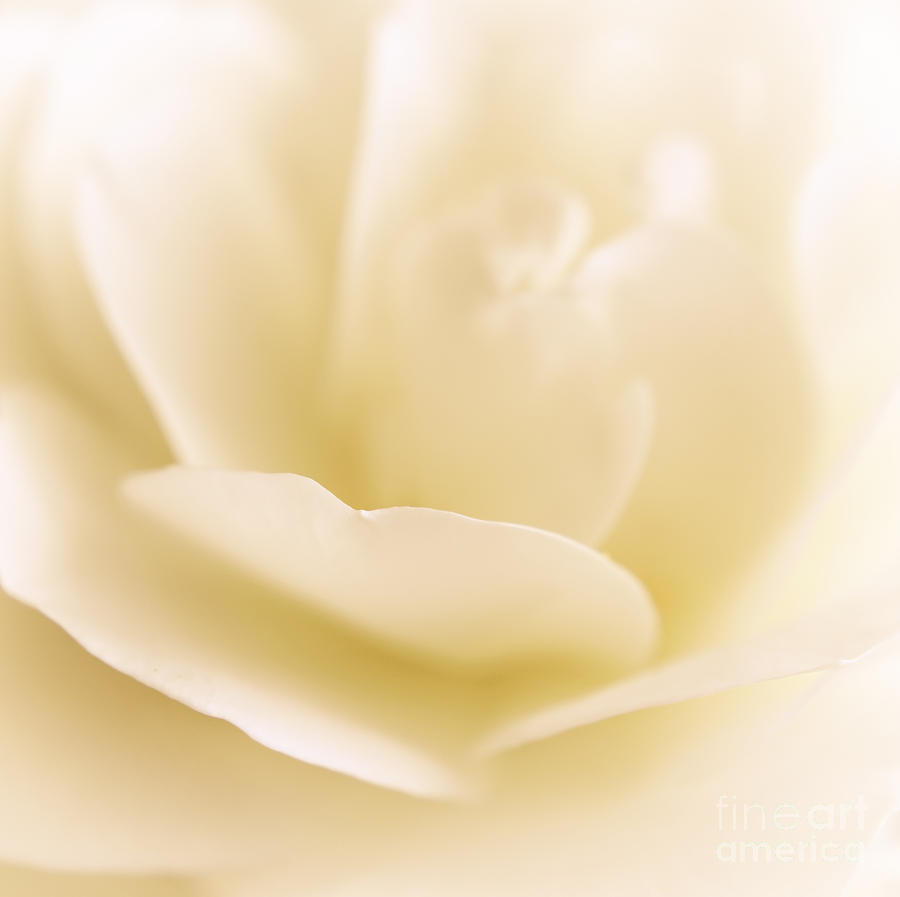 Yellow Rose Photograph by Charline Xia