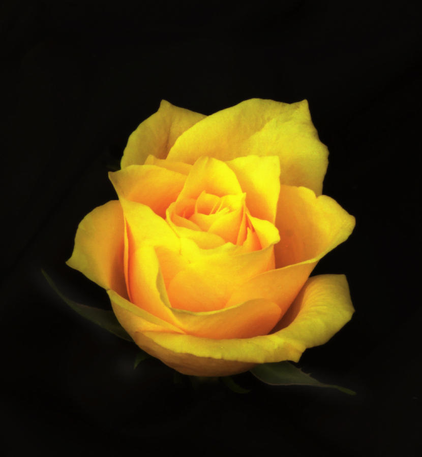 Yellow Rose. Photograph by Chris  Kusik