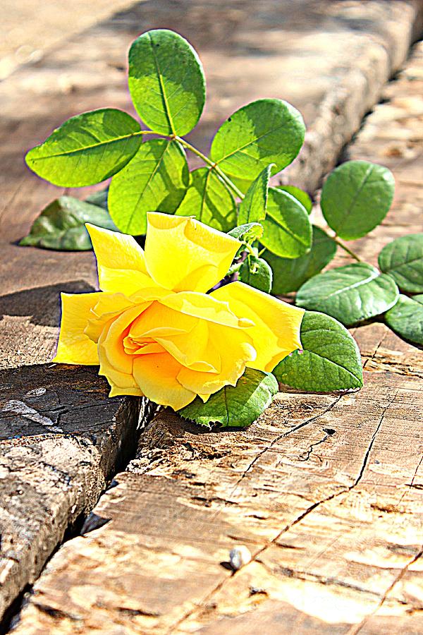 Yellow Rose Photograph by Clare Bevan