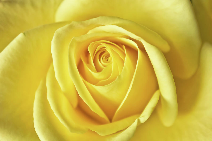 Yellow Rose Photograph by Daniela Duncan