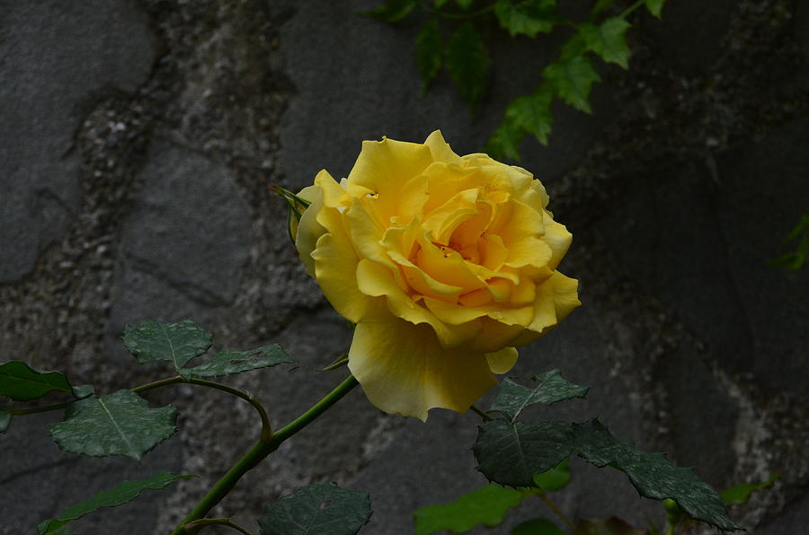 Yellow Rose Photograph by Dany Lison