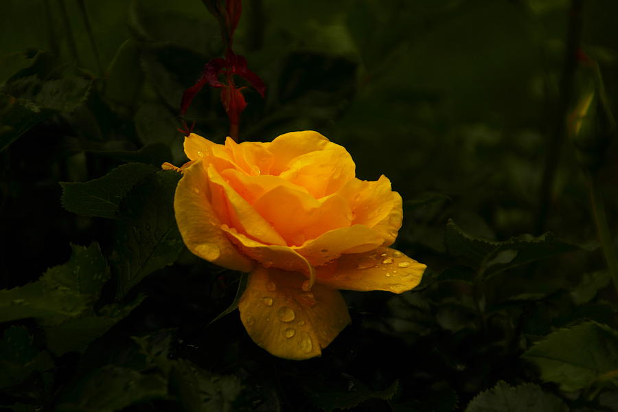 Flower Photograph - Yellow Rose Dapples With Waterdfrops by Jeff Swan