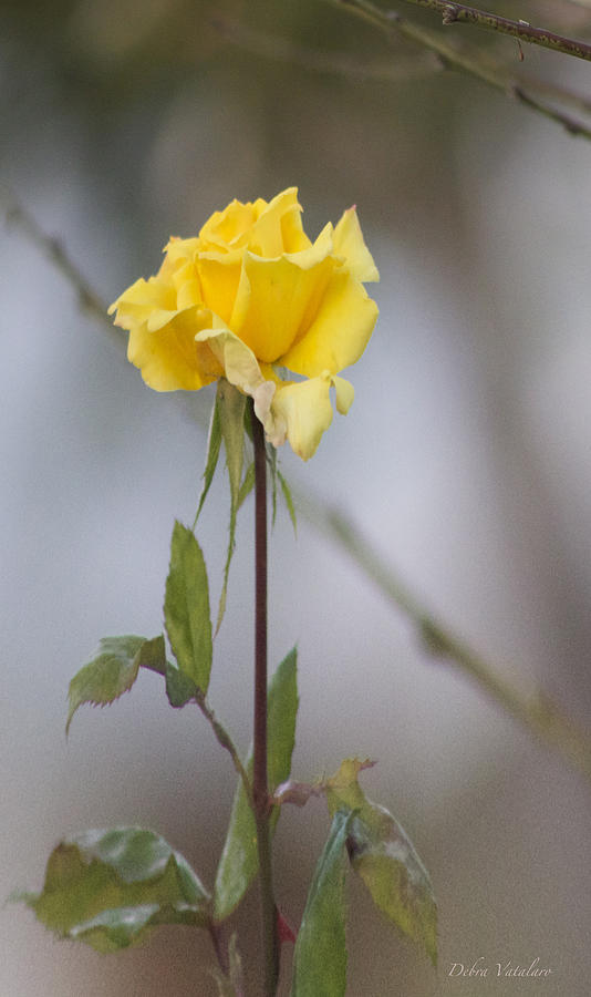 Yellow Rose Photograph by Debra     Vatalaro
