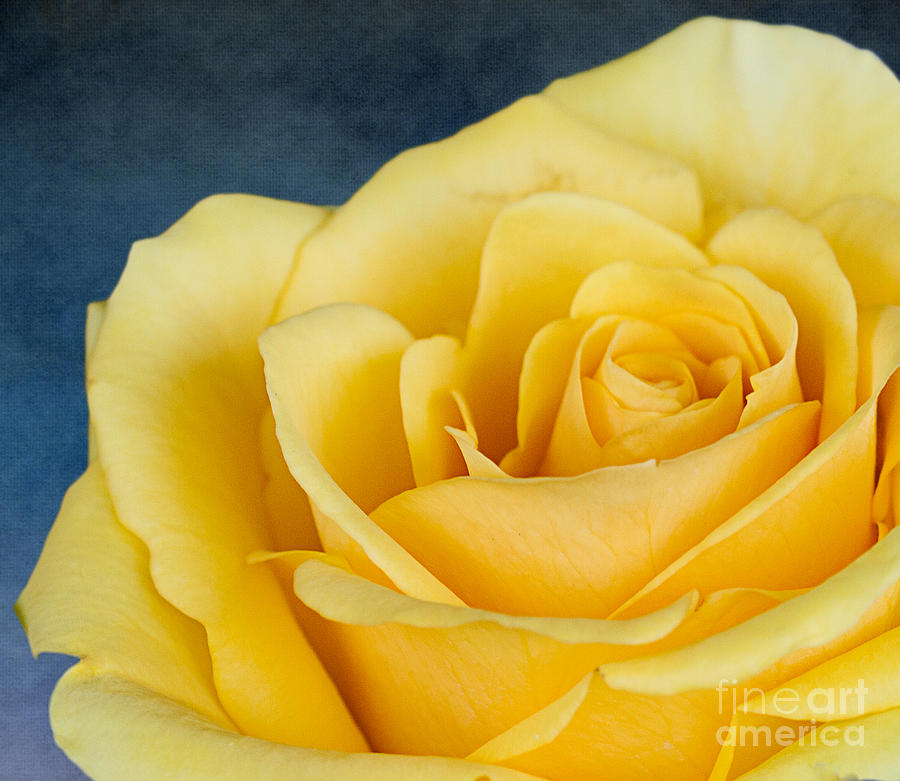 Yellow Rose Delight Photograph