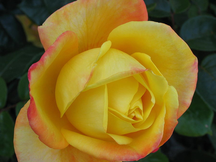Yellow Rose Photograph by Derek Dean