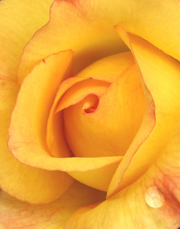 Yellow Rose Droplet Photograph by Pat Exum