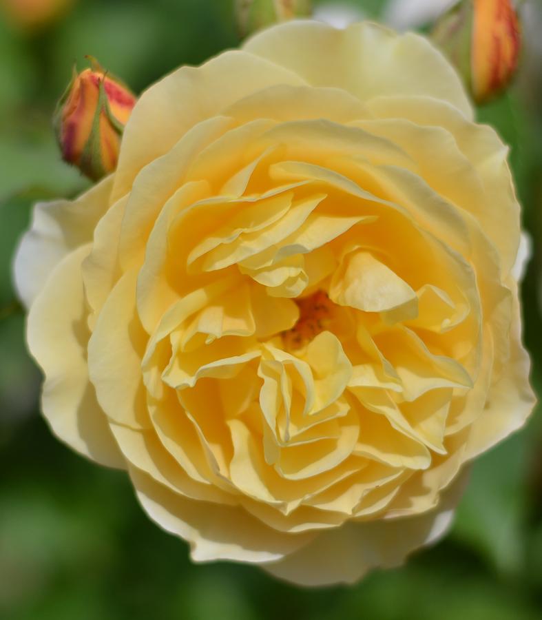 Nature Photograph - Yellow Rose by Emelyn McKitrick