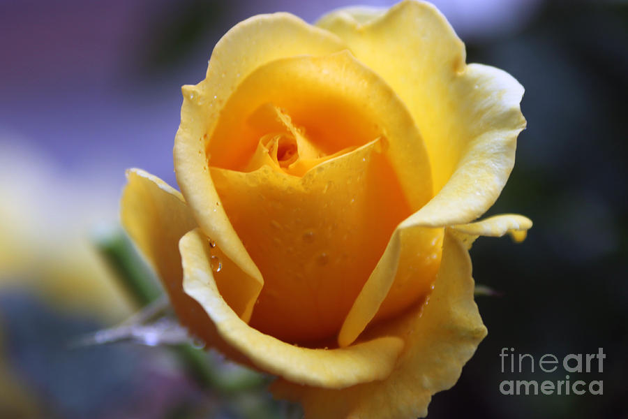 Rose Photograph - Yellow Rose by  Errin Schaeffer