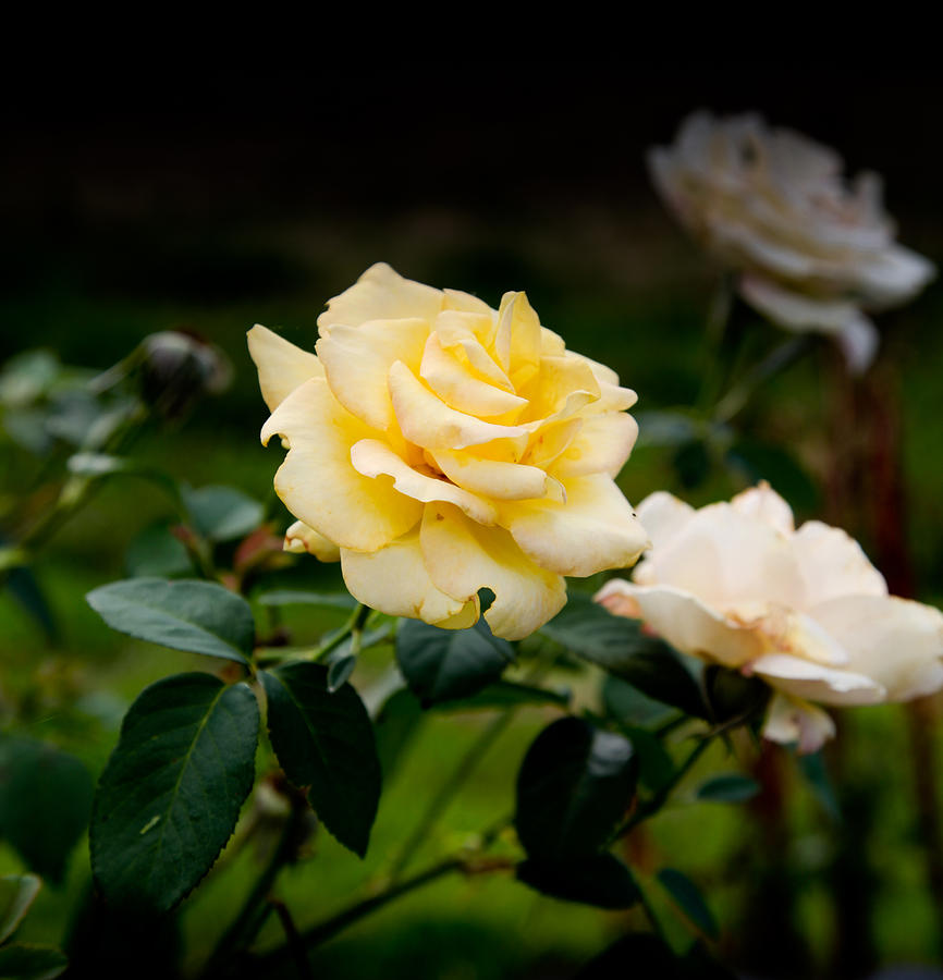 Yellow Rose Fading Photograph by Carole Hinding