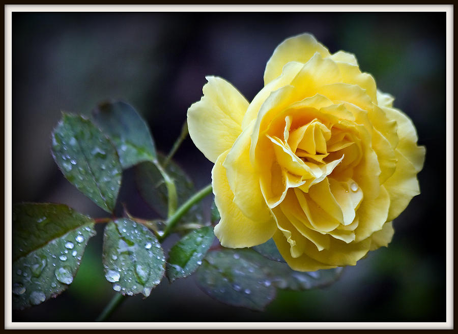 Yellow Rose Photograph by Farol Tomson