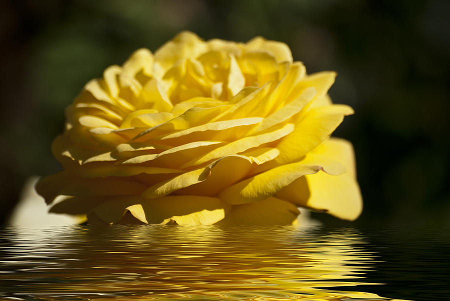 Yellow Rose Flood Photograph by Steve Purnell