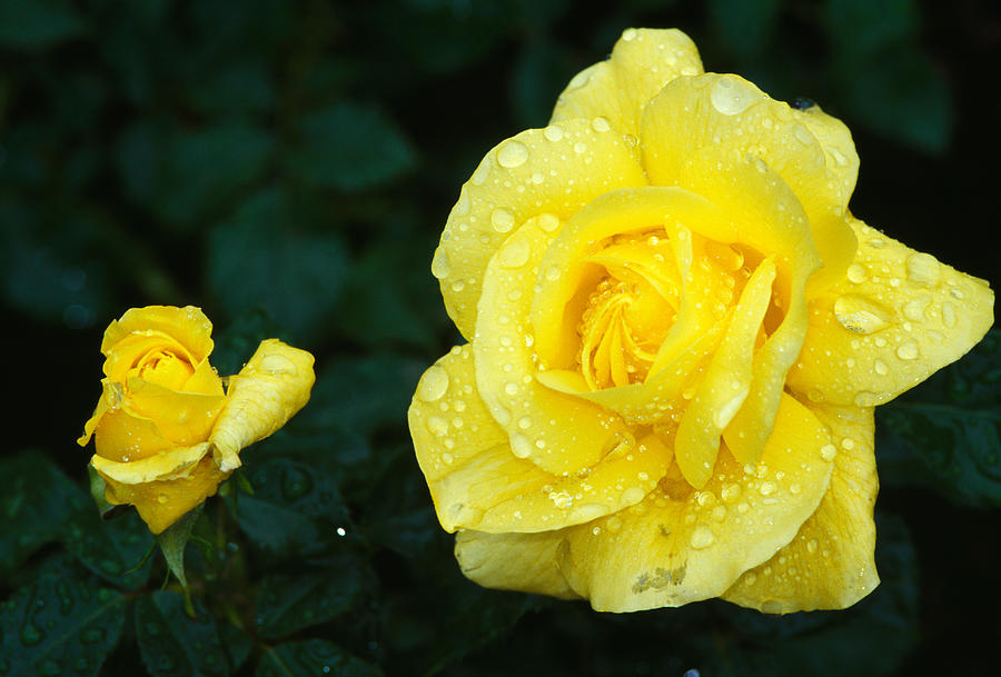 Nature Photograph - Yellow Rose Flowers Blooming, Close Up by Panoramic Images