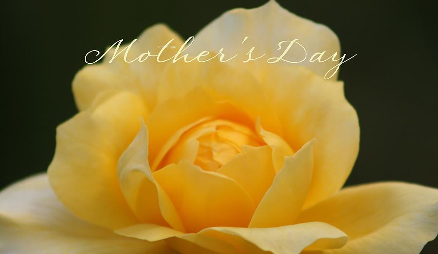 Yellow Rose for Mother Photograph by Marna Edwards Flavell
