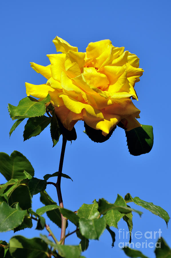 Yellow rose Photograph by George Atsametakis