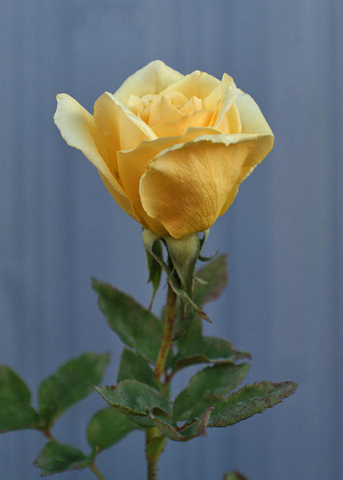 Yellow Rose Greeting Card Photograph by Ernest Echols