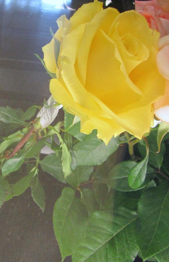 Yellow Rose- greeting Card Photograph by Glenda Crigger