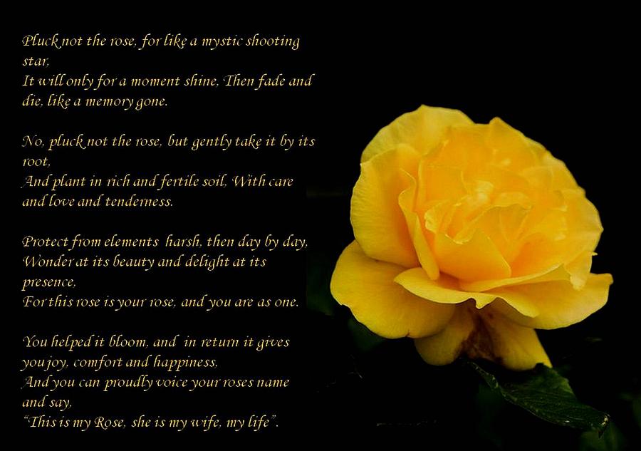 Yellow Rose Greeting Card With Verse - Pluck Not the Rose Photograph by Taiche Acrylic Art