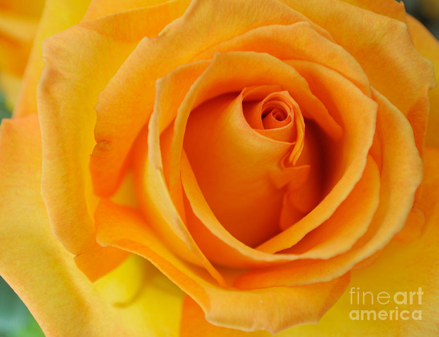 Yellow Rose Photograph by Haleh Mahbod