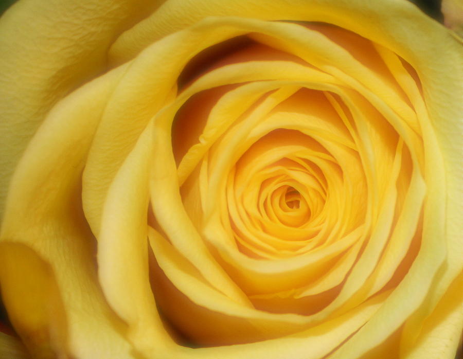 Yellow Rose Photograph by Inspired Arts