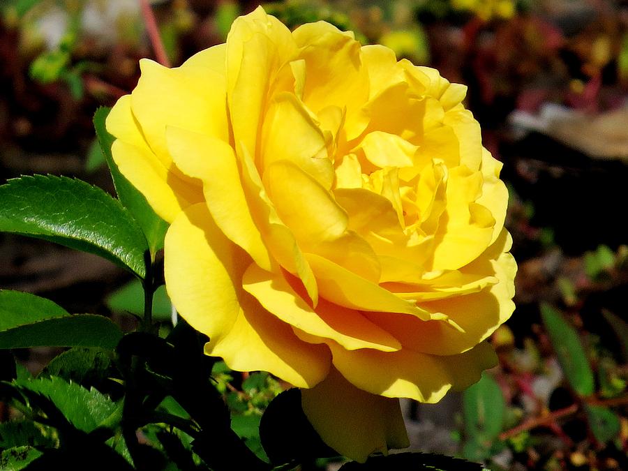 Rose Photograph - Yellow rose III by Zina Stromberg
