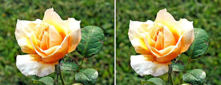 Yellow Rose in 3D Stereo Photograph by Duane McCullough