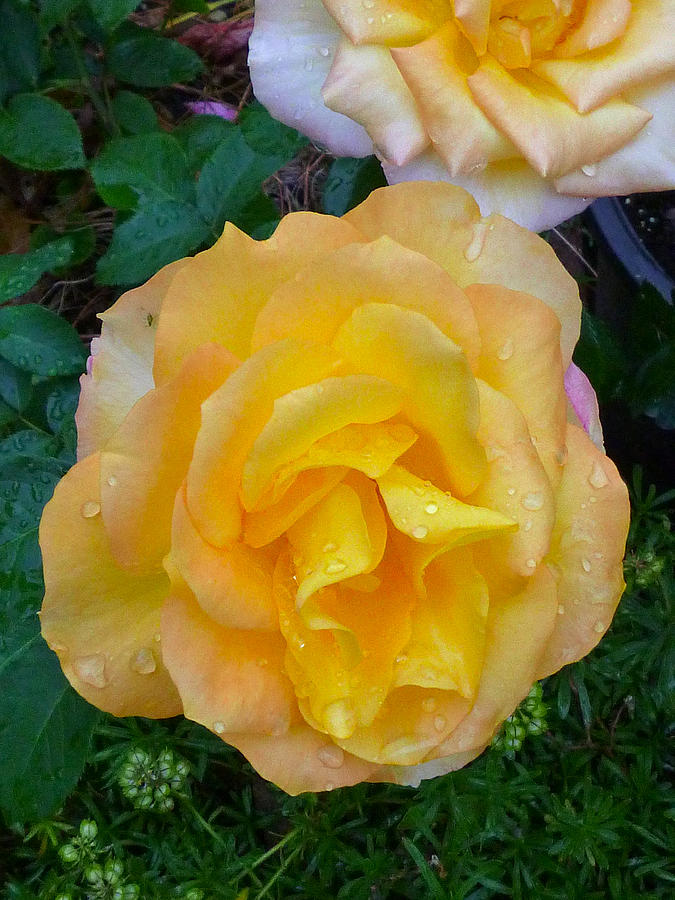 Yellow rose in rain Photograph by Ellen Paull
