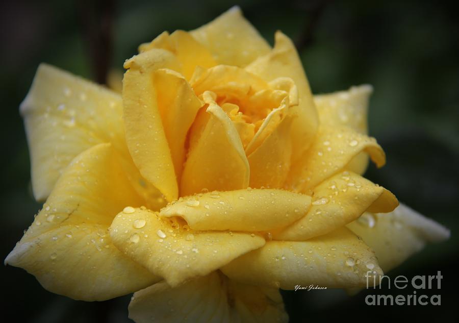 Yellow Rose in the Rain Photograph by Yumi Johnson
