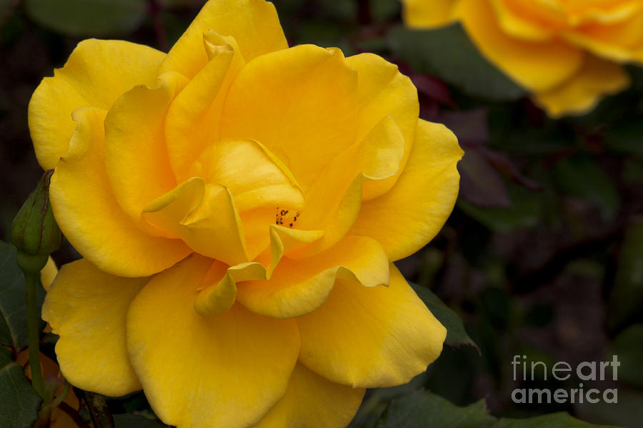 Yellow Rose Photograph by Ivete Basso Photography