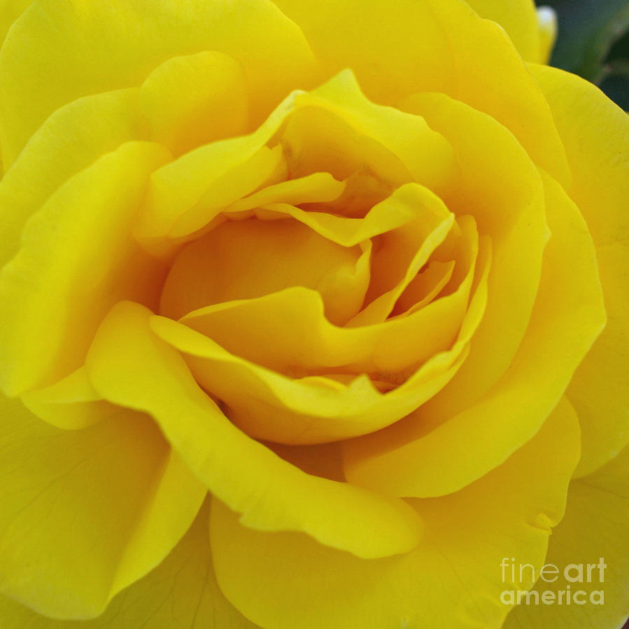 Yellow Rose Digital Art by Jacklyn Duryea Fraizer