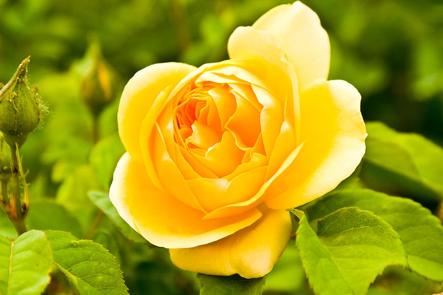 Yellow Rose Photograph by James Gay