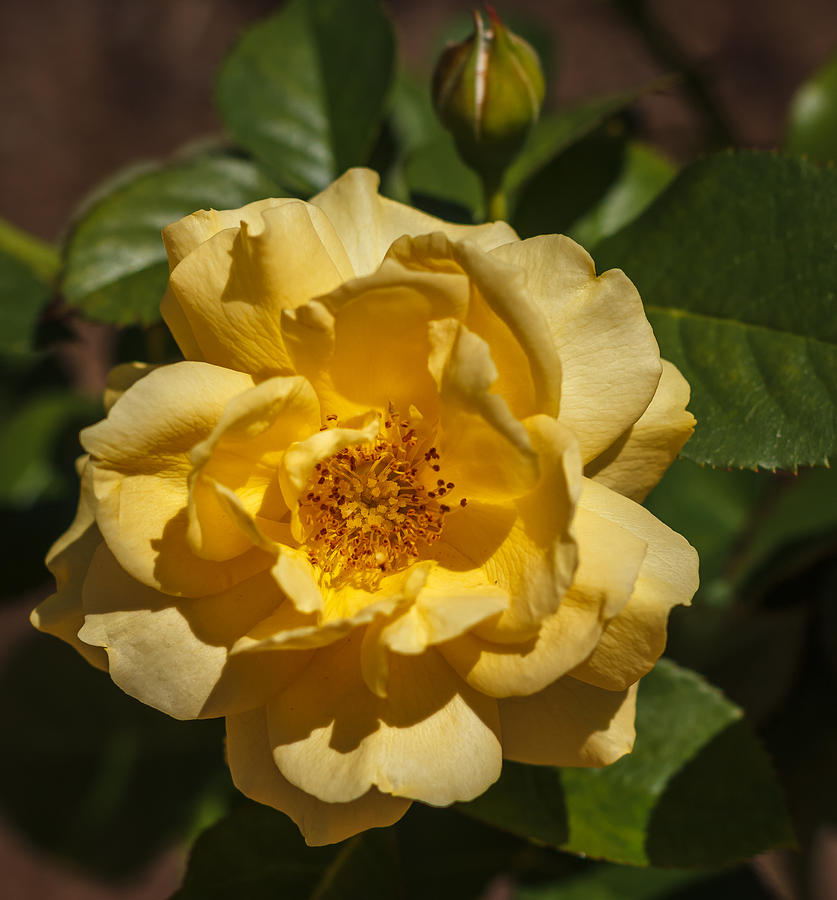 Yellow rose Photograph by Jane Luxton