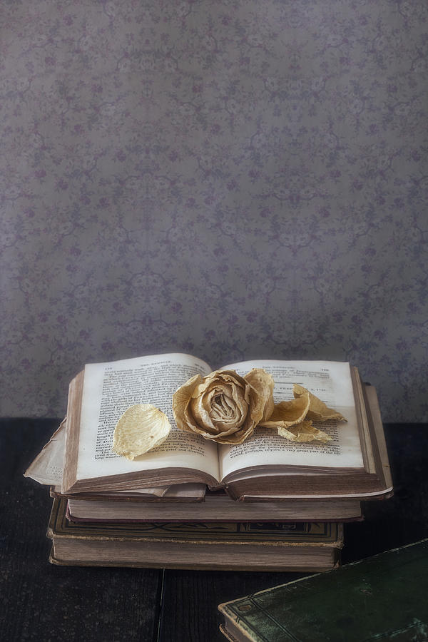 Yellow Rose Photograph by Joana Kruse