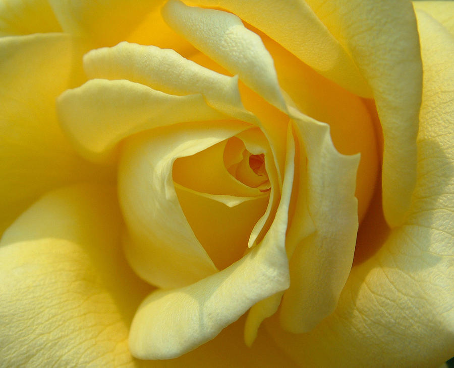 Yellow Rose Photograph by John Topman