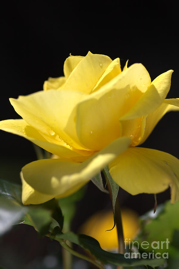 Yellow Rose Photograph by Joy Watson