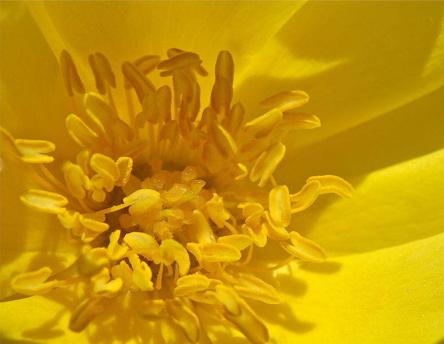 Rose Photograph - Yellow Rose by Karon Melillo DeVega