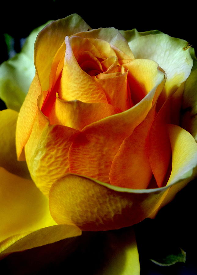 Yellow Rose Photograph by Kathleen Luther