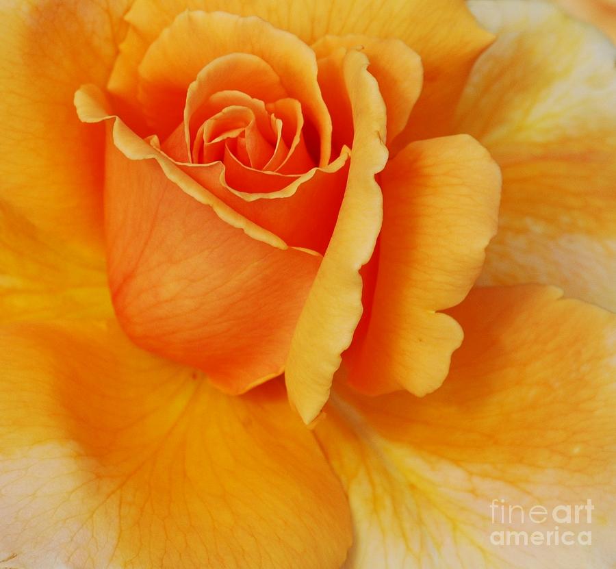 Nature Photograph - Yellow Rose by Kathleen Struckle