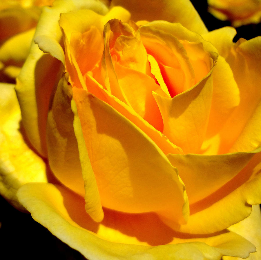 Yellow Rose Photograph by Katy Hawk