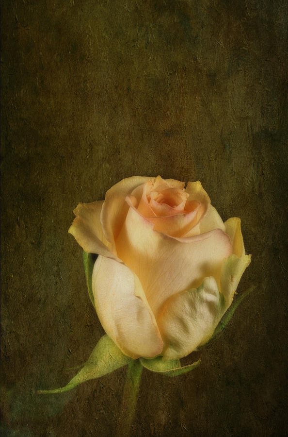Yellow Rose Photograph by Keith Gondron