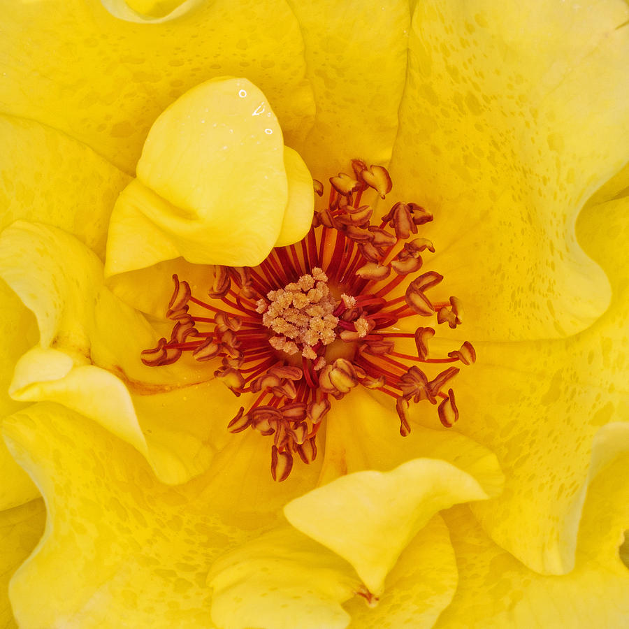 Rose Photograph - Yellow Rose by Kevin Anderson