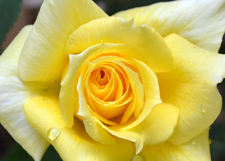 Nature Photograph - Yellow Rose l by Michelle Calkins
