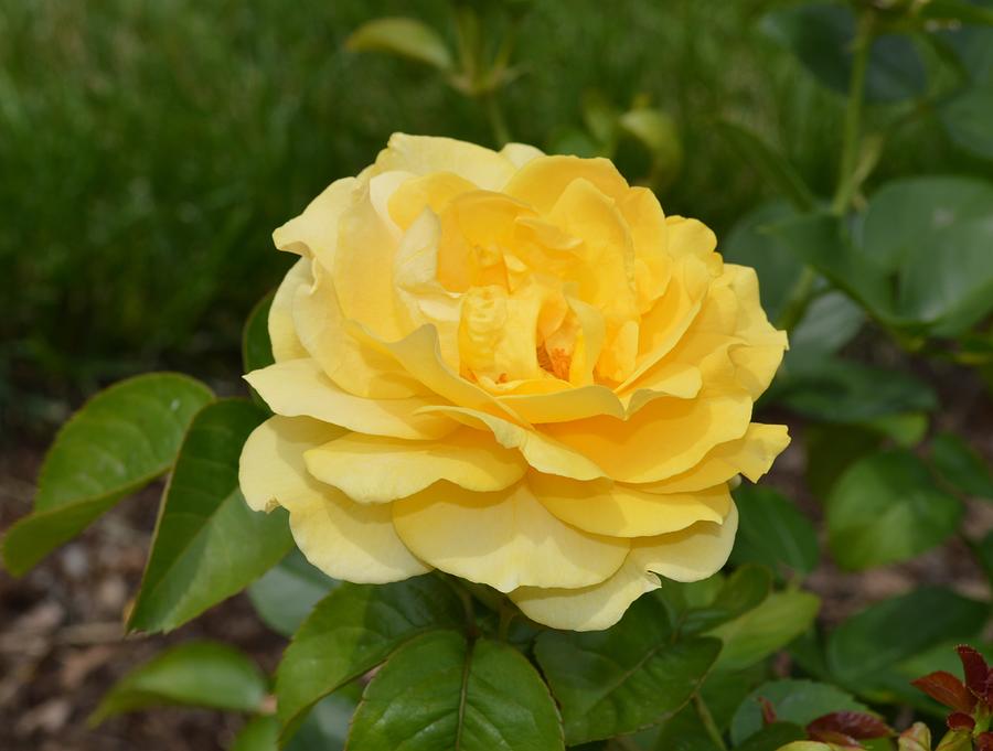 Nature Photograph - Yellow Rose by Larry Lacy