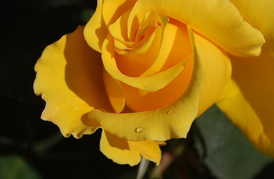Yellow Rose Macro Photograph by Linda Brody