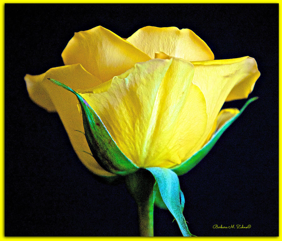 Yellow Rose - Macro Photograph by Barbara Zahno