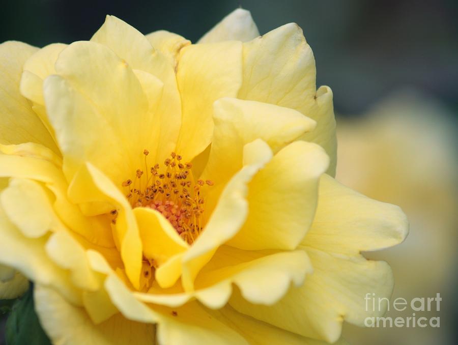 Yellow Rose Macro Photograph by Carol Groenen