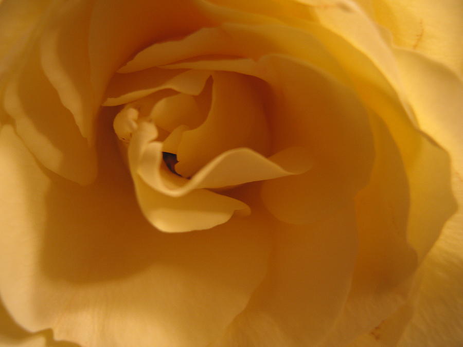 Flowers Still Life Photograph - Yellow Rose by Margaret Jones
