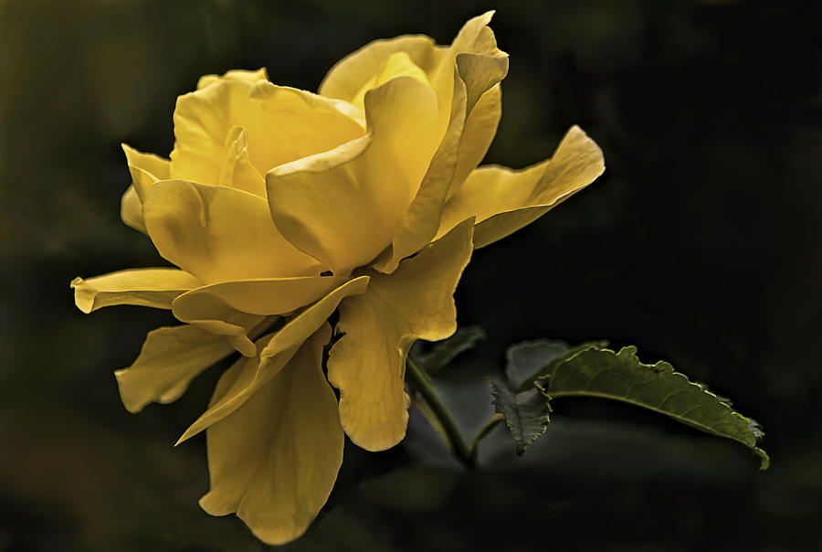 Yellow Rose Photograph by Maria Coulson