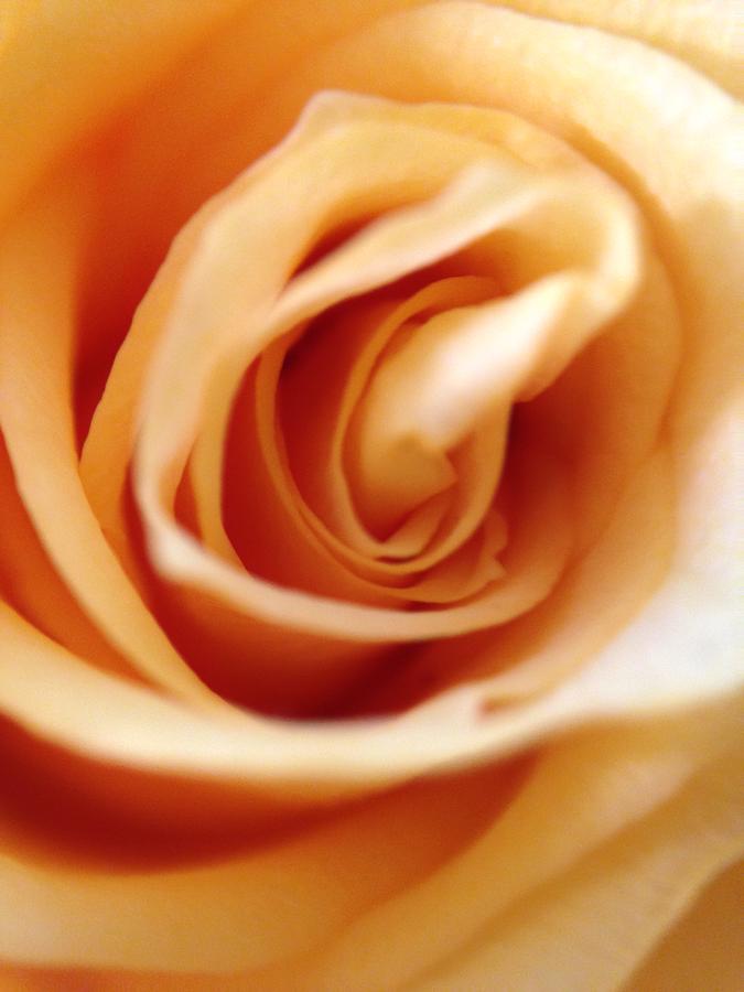 Yellow Rose Photograph by Marian Lonzetta