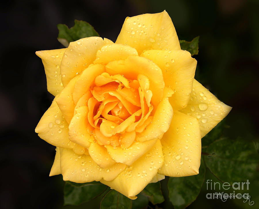 Yellow Rose Photograph by Mariarosa Rockefeller
