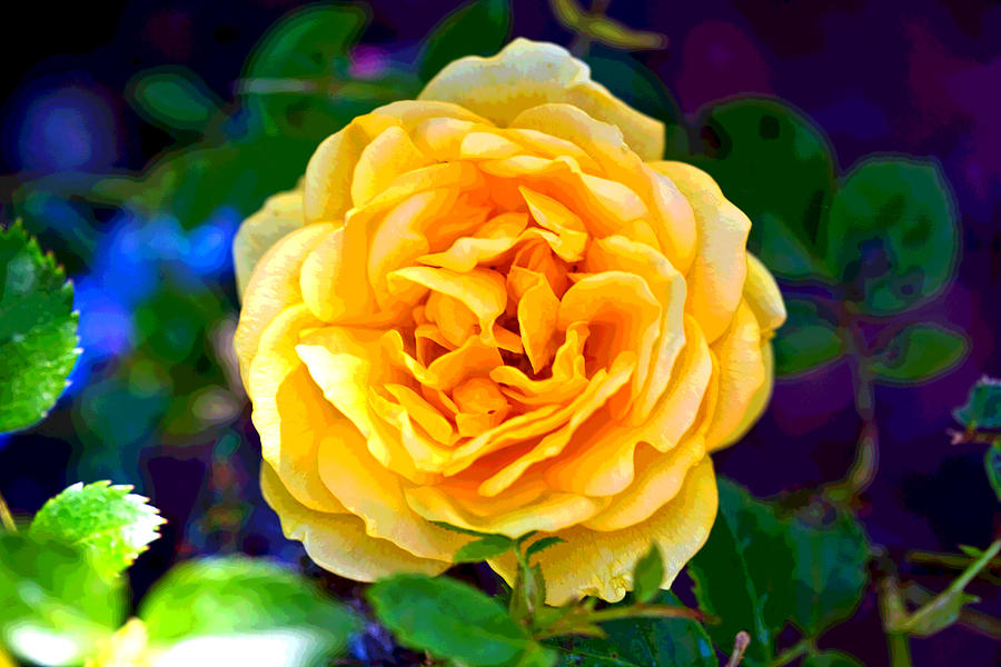 Yellow Rose Photograph by Marie Jamieson